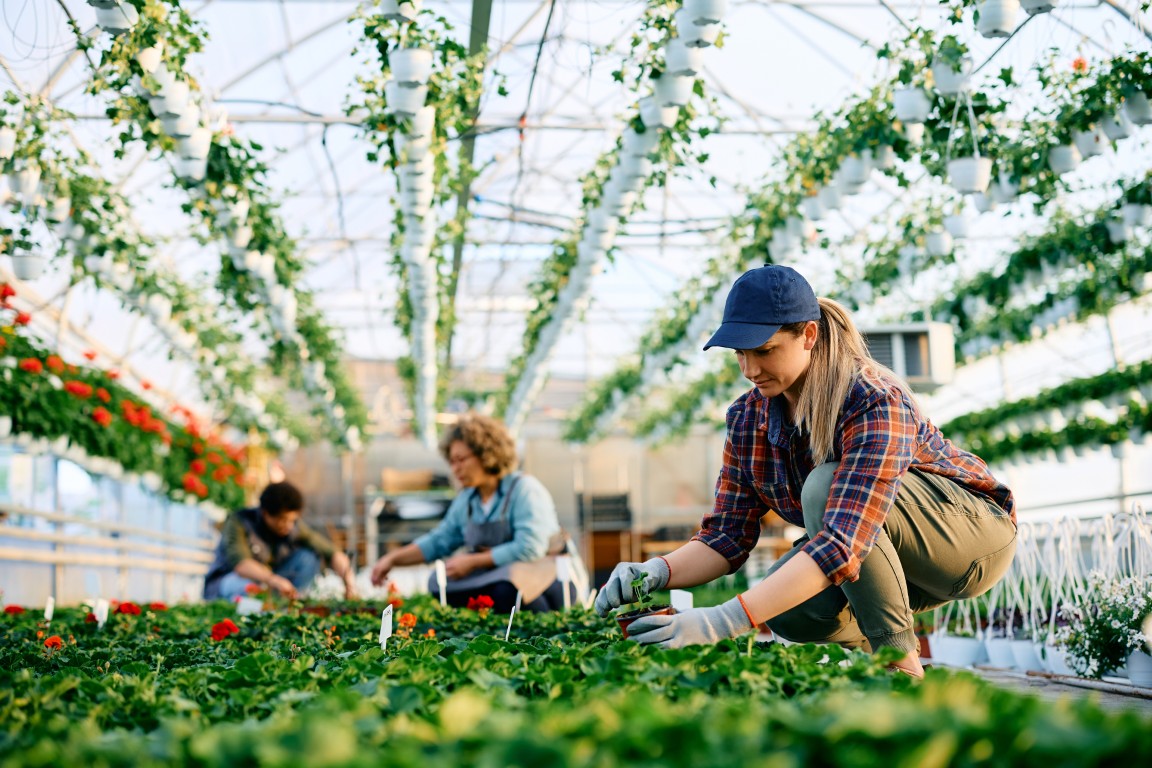 Why greenhouse growers can’t afford to leave risk to chance