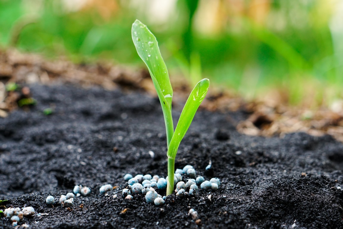 Canadian seeded acreage: Will fertilizer prices reshape 2026 planting decisions?
